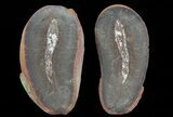Didontogaster Fossil Worm (Pos/Neg) - Mazon Creek #70592-1